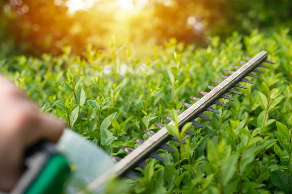 commercial hedge trimming