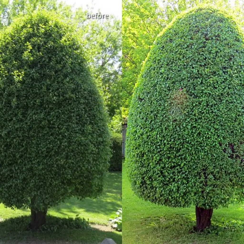 hedge trimming