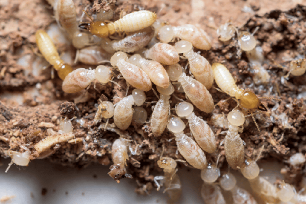 termite removal